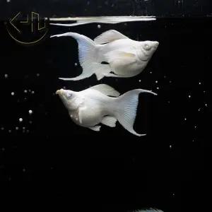 플레티넘 보석눈 몰리 (열대어, 관상어)