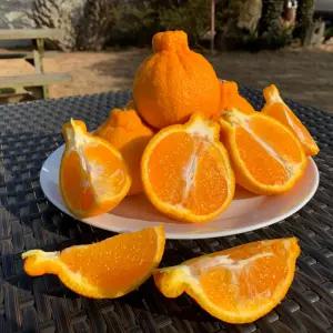 [대일농장] 제주 제철 꼬마한라봉 가정용 당도선별 5kg 10kg 15kg