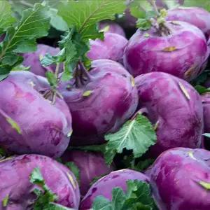 고당도 제철 콜라비 제주콜라비 10kg,15kg