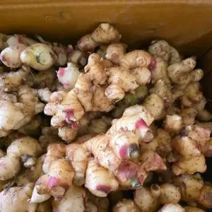 25년 국내산 생강 흙생강 10kg (특)