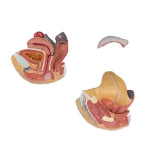 여성생식기 4분해 학교 보건 성교육 인체모형 SY L251