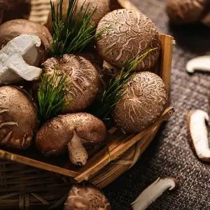 국내산 가정용 가성비 무농약 표고버섯 친환경 GAP 1KG