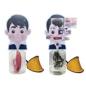 [소영] 신형 폐 비교 체험모형 세트 LS03900 - 정상폐1개 흡연폐1개