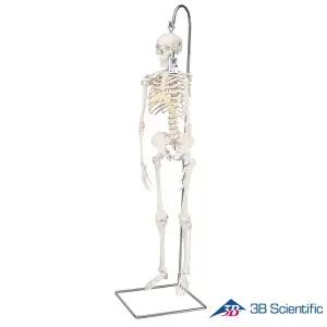 [종로의료기]3B Scientific 인체모형 미니 전신골격모형 A18/1 고리걸쇠형