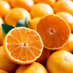 고당도 블랙라벨 오렌지