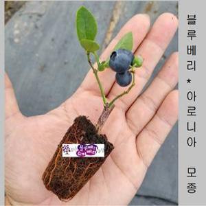 블루베리 나무 모종