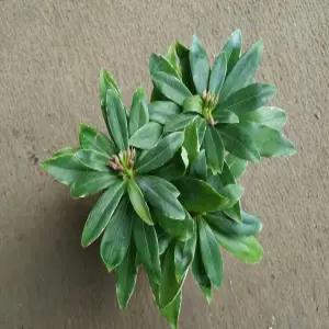 [장미농원] 천리향