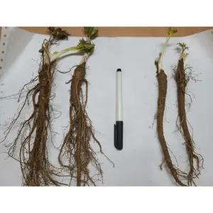 2년생 일당귀모종 특묘 10주(10개) 일당귀종근