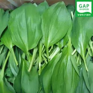 강원도 홍천 명이나물 2kg 산마늘 잎명이 울릉도종 명이 3월23일첫수확 예약주문