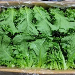 야채맘 로메인상추 2kg내외