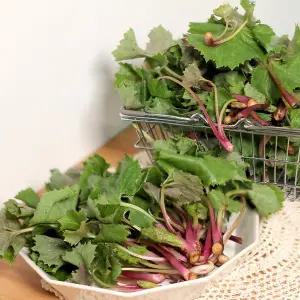 [철따라농산물]남해 햇 머위순 머위나물 특품 500g