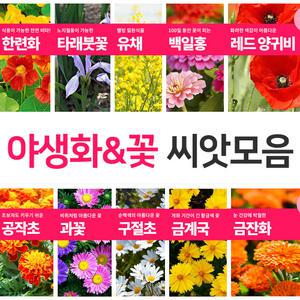 야생화 꽃씨앗 모음 백일홍 한련화 미모사 다년초 노지월동 꽃씨