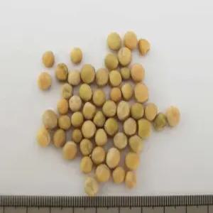 토종완두콩    50   립