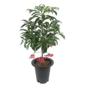 갑조네 만냥금(대품)개별배 송