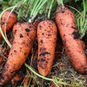 제주 햇 흙당근 구좌당근 10kg