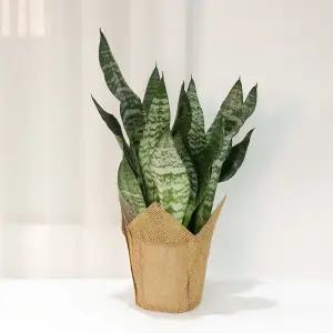 갑조네 타이거 산세베리아(중품)