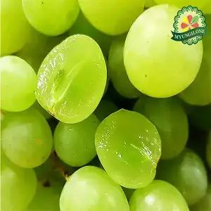 포도 못난이 알알이 씨없는 스윗글로브 애플 청포도 4kg