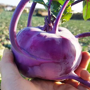 아삭아삭 햇 콜라비 5kg 10kg 특품