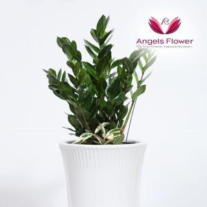 [엔젤스플라워] 금전수 중형 관엽식물 공기정화 전국 꽃배달서비스