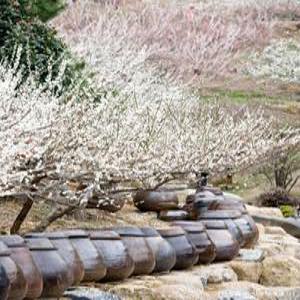 [편안한 28인승 우등 버스 봄꽃여행] 광양 매화축제 + 배알도 섬정원 당일