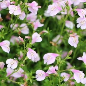 누운주름꽃 (분홍) 모종 10cm포트 3개/누운주름잎 봄꽃 여름꽃