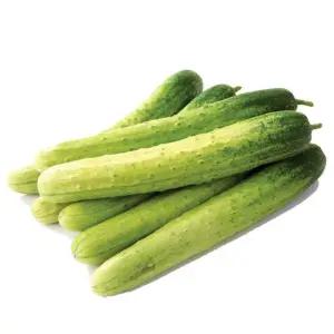 야채이야기 싱싱한 국내산 백오이 10개