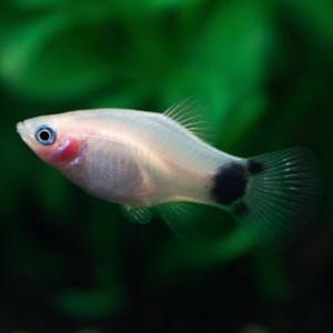 [파란수족관]열대어, 화이트 미키마우스 플레티 [10마리]