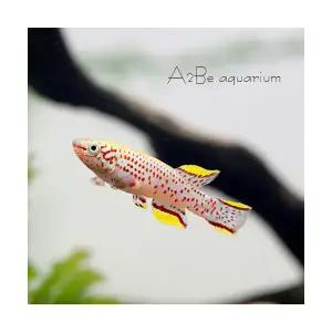 [에이투비] 가드네리 킬리피쉬 5+1 마리 / 2.5~3cm 전후 / 총 6마리