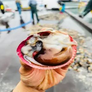 국내산 여수 생물 손질 새조개 200g 초코새조개 2세트 주문시 100g 서비스 특품