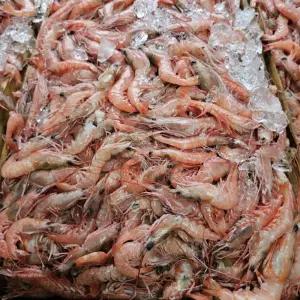 싱싱햇 국산 냉동 달마새우 급냉 달마 새우 1kg