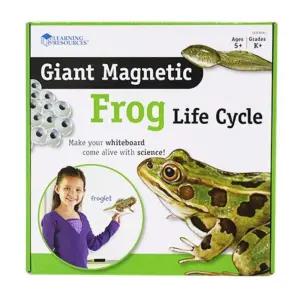 유아기관 자연학습 개구리한살이 자석 어린이교구 과학수업 두뇌발달 돌봄교실 방과후