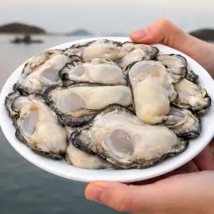 생굴 깐굴 통영굴 여수굴 깐석화 최상급 5kg