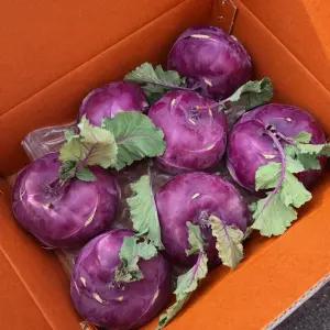 바른농수산 제주 콜라비 국내산 제철 채소 아삭한 식감 10kg