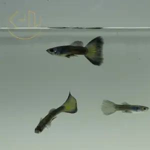 모스크 블루 구피 (관상어, 열대어, 구피)