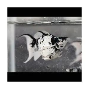 [에이투비]보석눈 몰리 플래티넘 화이트 타이거 라이어테일 / 2.5 ~ 3 cm 내외 / 트리오(암2+수1)