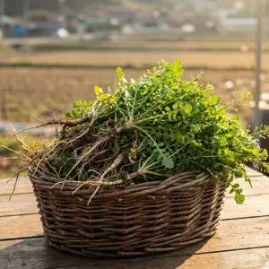국내산 제철 냉이 산지 봄나물 국용 무침용 신선채소 세척 냉이 500g