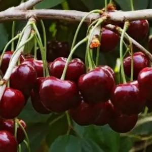 라핀 자가수정 체리나무 묘목-준왜성대목/접목1년 두개묶음  OC080