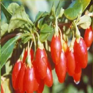 슈퍼왕구기자나무묘목 삽목2년생 8그루 dm262