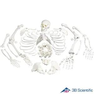 [종로의료기]3B Scientific 인체모형 분리형 전신골격모형 A05/1