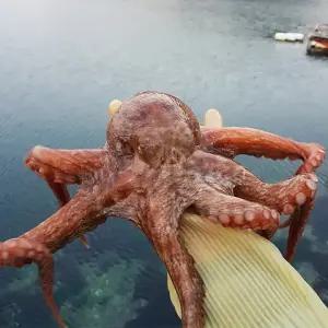 남해안 싱싱 돌문어 1kg(1-5미내외)