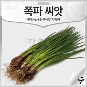 ks 올데이 쪽파 씨앗 쪽파씨 종자 500알