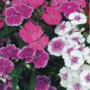 패랭이꽃 씨앗 야생화 꽃씨 종자 품종 정원 500립/꾸미기/유치원/어린이집/가정용/화분/판매/대량/세트/