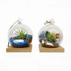 ( )여름 바다 이오난사 테라리움 만들기 1인세트