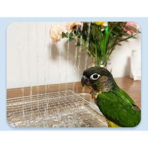 앵무새 샤워기 물놀이 목욕시키기 조류 조류용품 수영장 그릇 YUEMEI 욕조 목욕