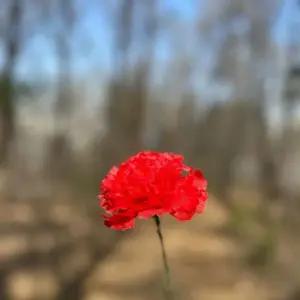 조화 스승의날 어버이날 도매 카네이션 한송이 eSw7+7efC