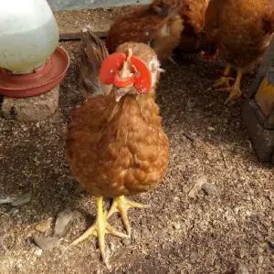 닭안경 손쉽게 눈가리개 대사이즈1p 꿩안경 닭싸움방지