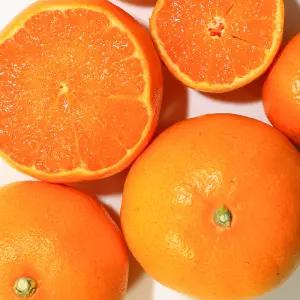 품질엄선 고당도 제주 천혜향 5/10kg 가정용 벌크포장