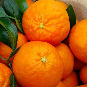 [맛군] 달콤새콤한 제주도 레드향 2kg 외