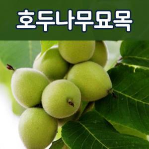 [태영]호두나무묘목(실생2년생)/유실수.과실