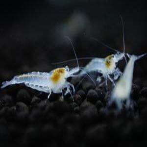 스노우볼 새우 10마리  관상용새우